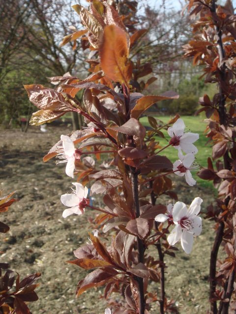 Prunus x blireana fleur P6